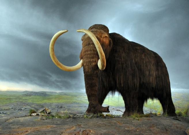 Los mamuts sufrían los mismos problemas de huesos que los humanos