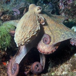 Pulpos contra el dogma genético