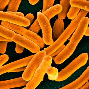 Logran ‘resucitar’ proteínas ‘fósiles’ …