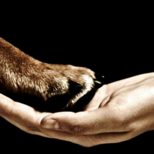 Agilent analiza al mejor amigo del hombre