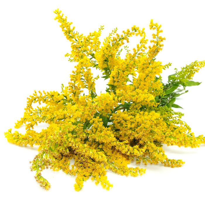 ¡¡Las plantas se defienden!!