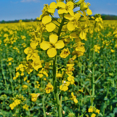 ¿Se puede patentar una planta?