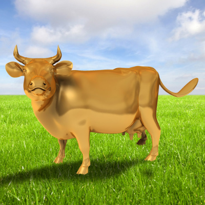 Un estudio afirma que la orina de vaca contiene oro