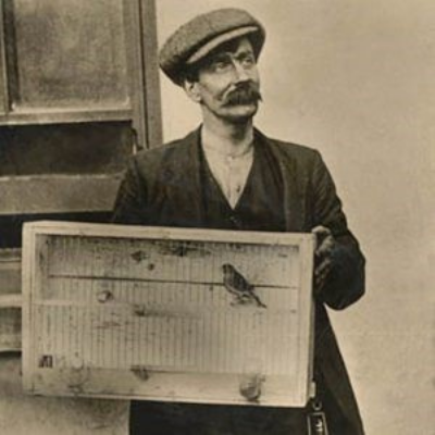 Lo que las aves pueden decirnos sobre el medio ambiente