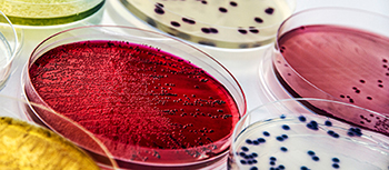 Guía para preparación de medios de cultivo microbiológico