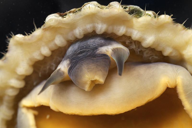 Los dientes de las lapas: el biomaterial natural que supera al titanio